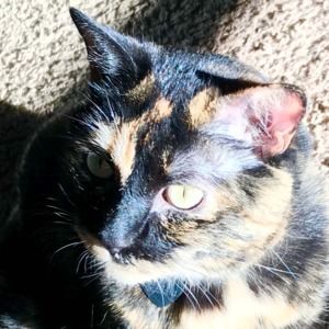 Meet your Posher, Jaya